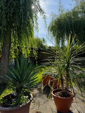 Villa Le Jardin Oude Pekela Extérieur photo